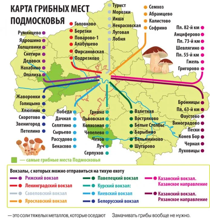 Биолог посоветовал грибные места в Подмосковье: карта прилагается — МК