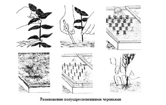 Выращивание глицинии семенами и черенками. Каких правил ухода придерживаться новичкам при выращивании глицинии