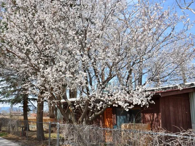 Абрикос (Prunus armeniaca) 