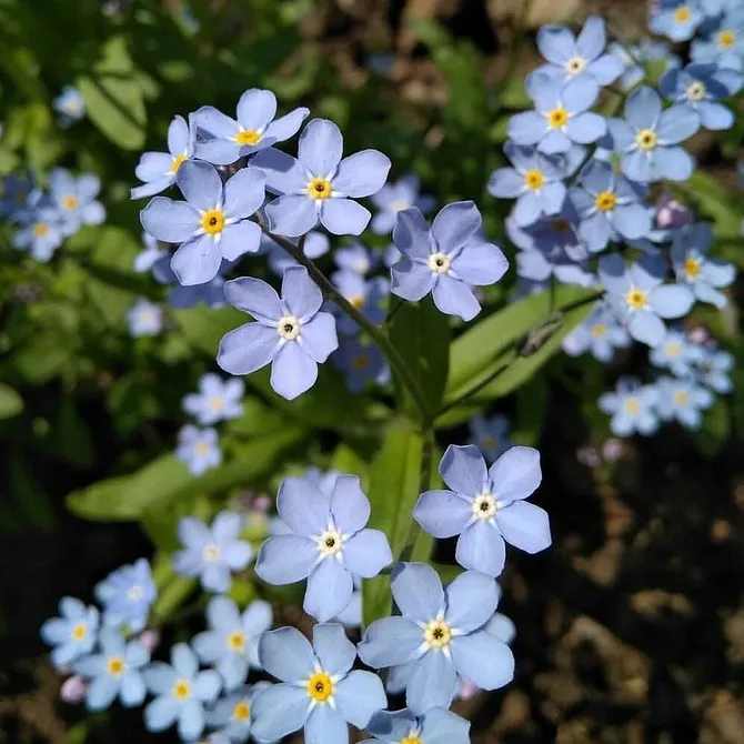 Неприхотливые многолетние цветы для дачи