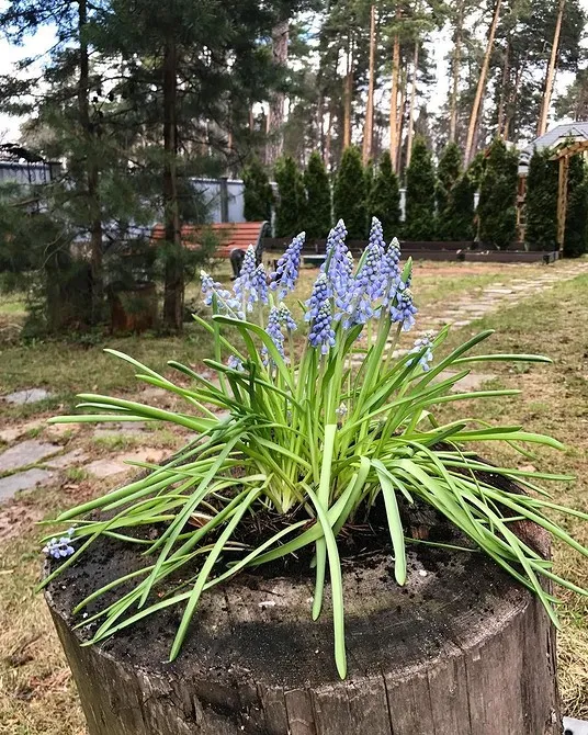 Неприхотливые многолетние цветы для дачи