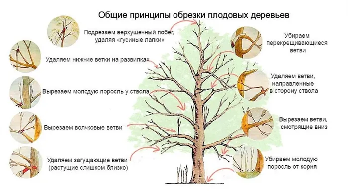 Сроки, инструкция и схемы обрезки яблони осенью для начинающих