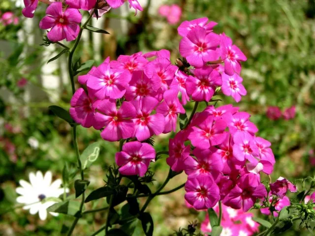 Флокс (Phlox)