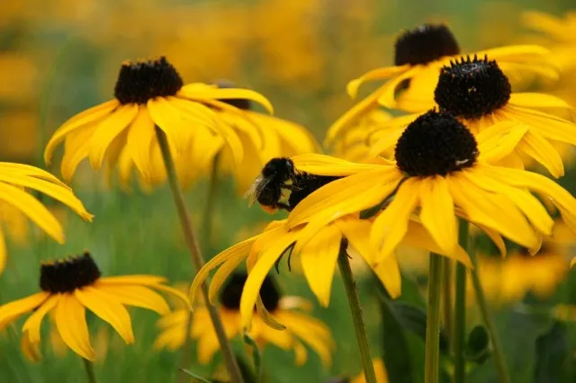 Рудбекия (Rudbeckia)