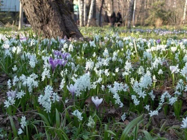 Пушкиния – посадка и уход в открытом грунте, фото