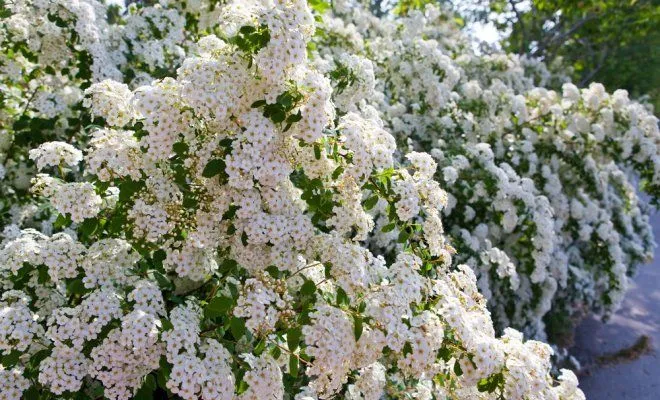 Лучшие зимостойкие кустарники, цветущие все лето