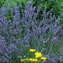 Лаванда гибридная (Lavandula x intermedia)