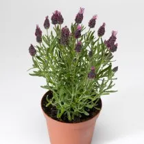 Лаванда широколистная (Lavandula latifolia)