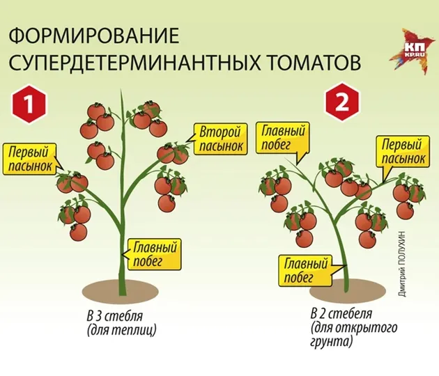 Уход за томатами: как правильно формировать куст