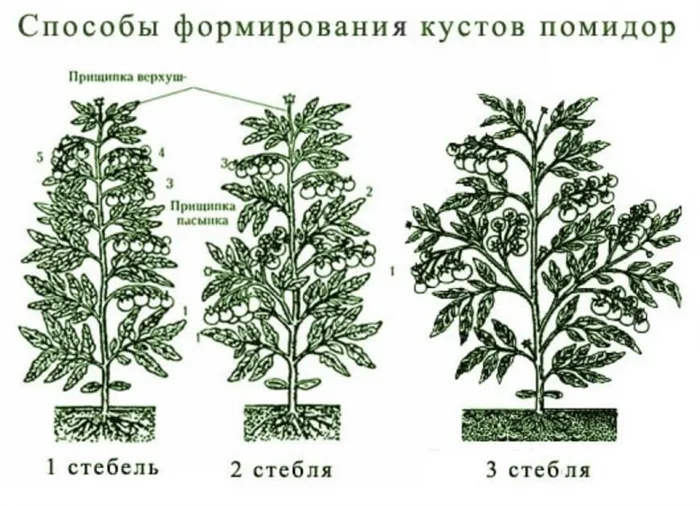 способы формирования куста томата