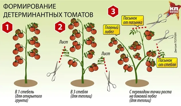 Уход за томатами: как правильно формировать куст