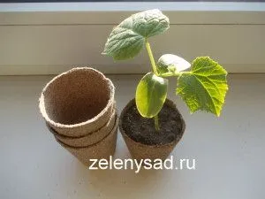 как сажать в торфяные горшочки огурцы