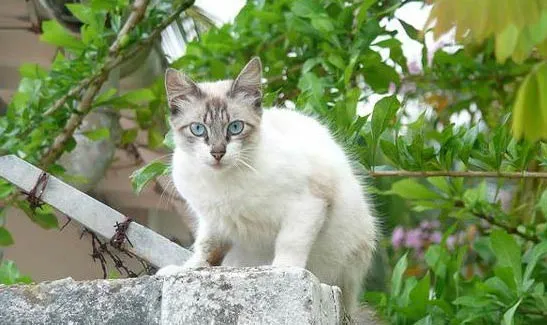 Кошки с голубыми глазами: персидская кошка