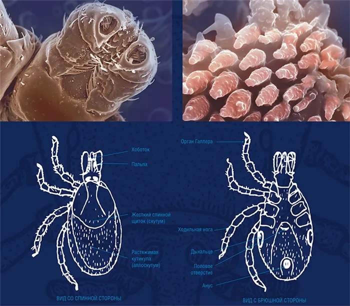 Почти у всех клещей, за исключением принадлежащих к родам Ixodes и Haemaphysalis, имеется пара глаз. Ноги состоят из 6 подвижно соединенных члеников. На конце лапки находятся два коготка, а расположенная между ними подушечка выполняет роль присоски. На лапках первой пары ног находятся основные сенсорные органы клещей – органы Галлера. Клещ фиксируется на теле хозяина с помощью зубцов на ногах и выростов на основании головки, между которыми зажимаются волосы животного. Вытянутые ротовые части на головке образуют хоботок, от основания которого отходят пальпы с хеморецепторными и механорецепторными волосками. С нижней стороны на хоботке находятся параллельные ряды направленных назад зубцов. Челюсти (хелицеры) состоят из длинного ствола, из которого, как из футляра, выдвигаются подвижные пальцы, которыми клещи прорезают кожу хозяина. Вверху – головка таежного клеща (вид с брюшной стороны) и выросты на ее основании. Сканирующий электронный микроскоп. Фото Е. Митрофановой (ИВЭП СО РАН, Барнаул)