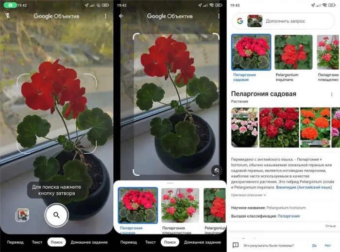 Определить, какое это растение через Google Lens. Это приложение можно найти почти на любом смартфоне. Фото.