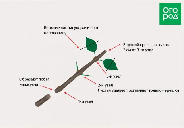 Черенкование метельчатой гортензии весной, летом и осенью