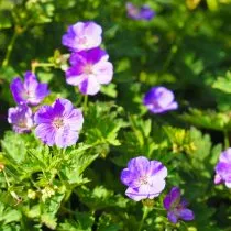 Герань лесная (Geranium sylvaticum)